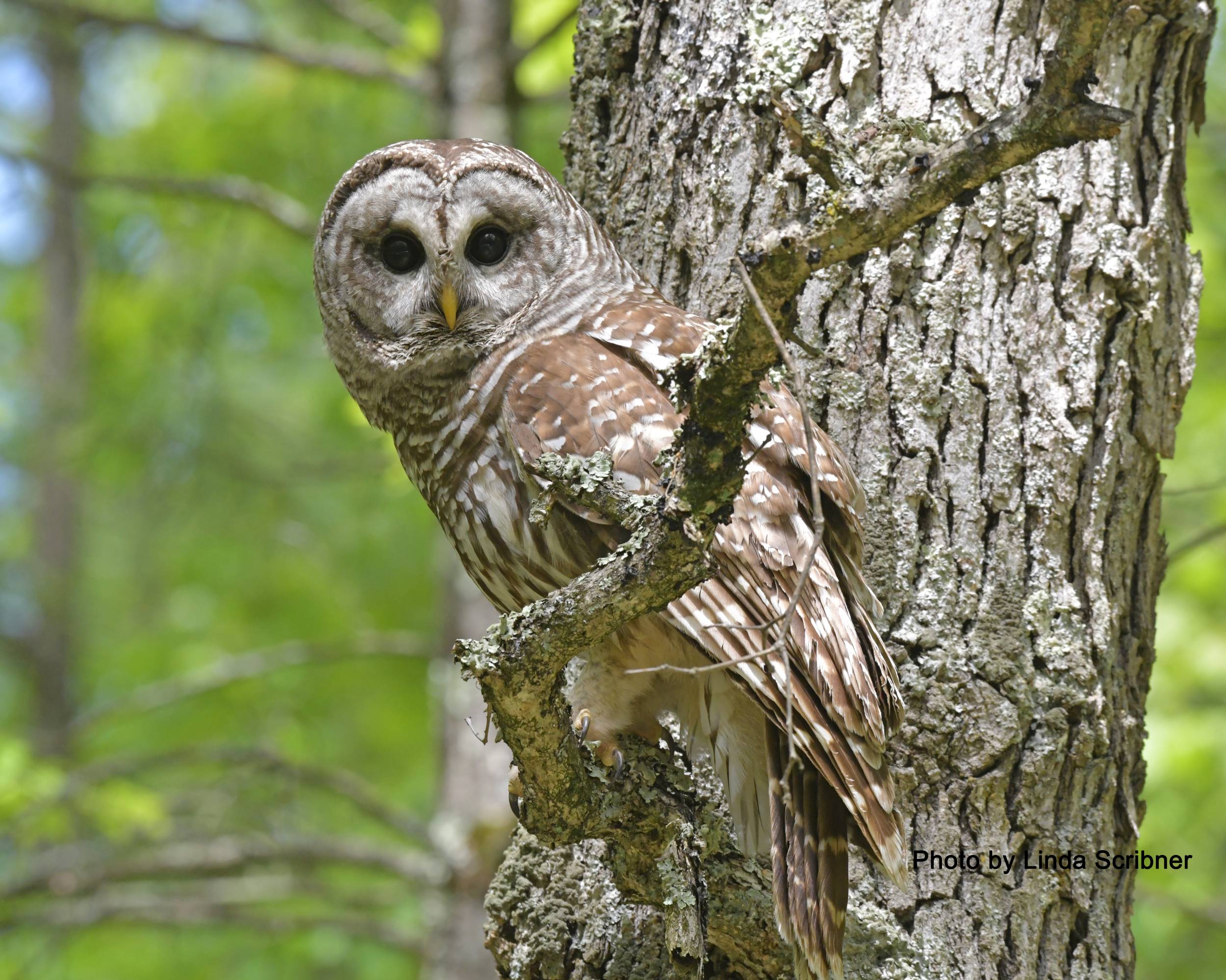 Have You Been Hearing A Barred Owl? - Freshwater Reporter