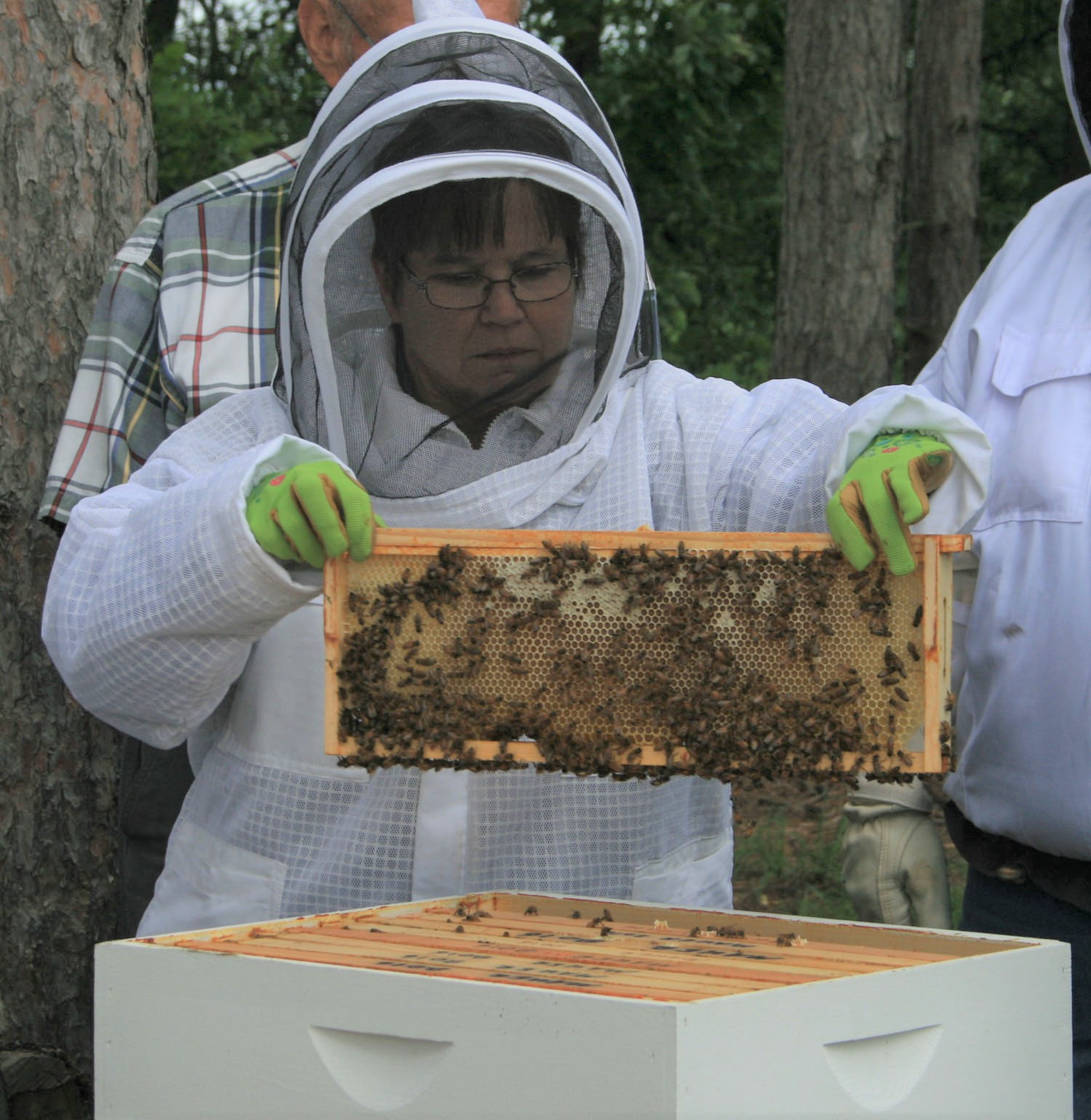 The buzz about beekeeping - Freshwater Reporter