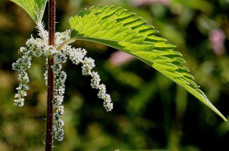 Why you should embrace stinging nettle (not literally) - Red-tail Land  Conservancy