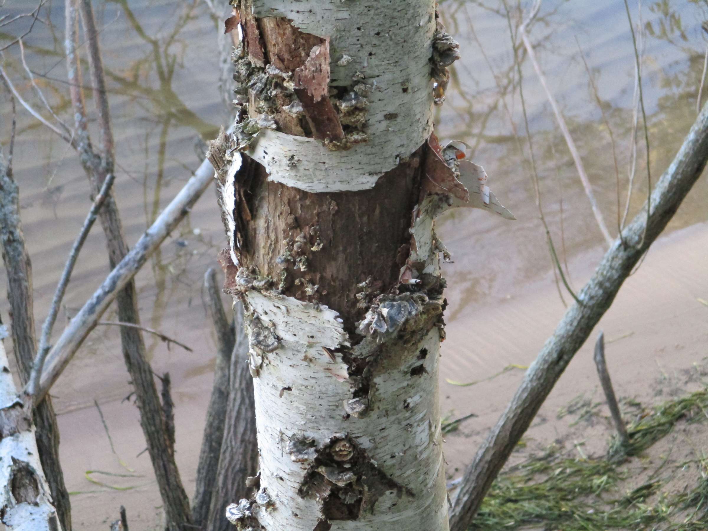 birch tree bark