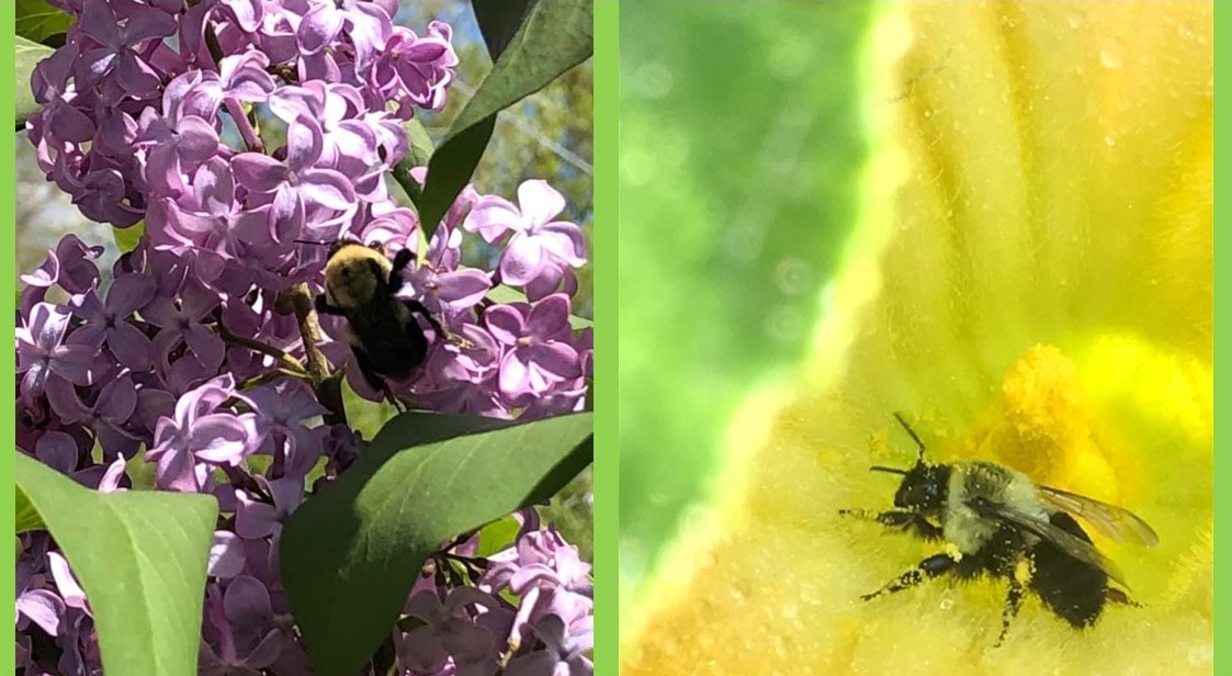 Bumblebees.jpg